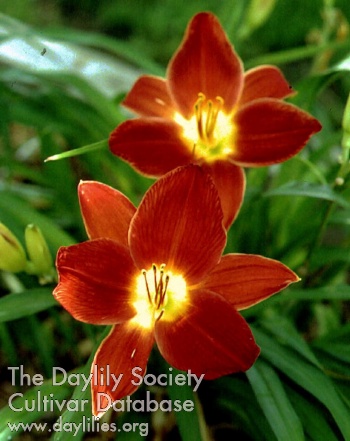 Daylily School for Scandal